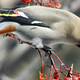 Illustration for article titled Intoxicated Birds Can Sober Up Safely In This Yukon Drunk Tank
